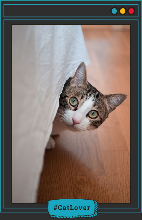 estrés en gatos